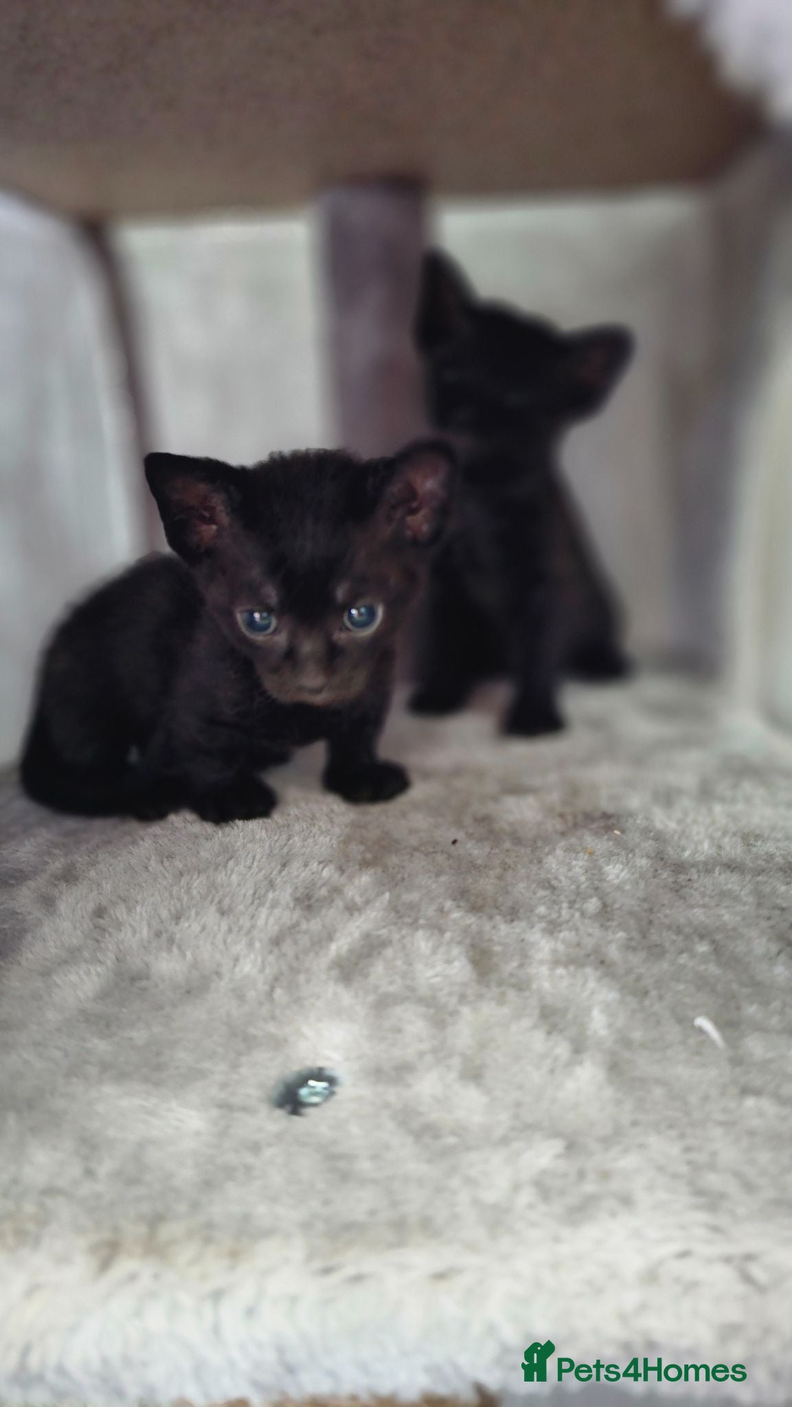 Sphynx cats Rare Sphynx/Bambino x Donskoy kittens  - Advert 11