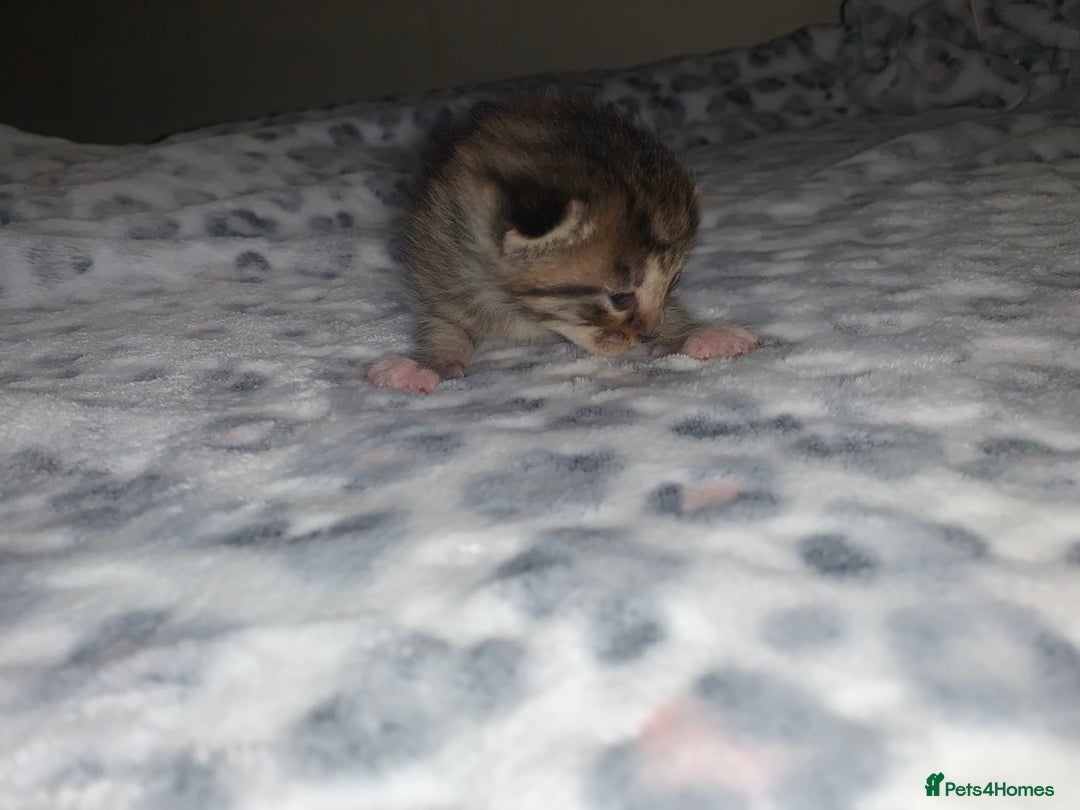 Mixed Breed cats for sale: Bright tabby’s and black kittens  - Advert 30