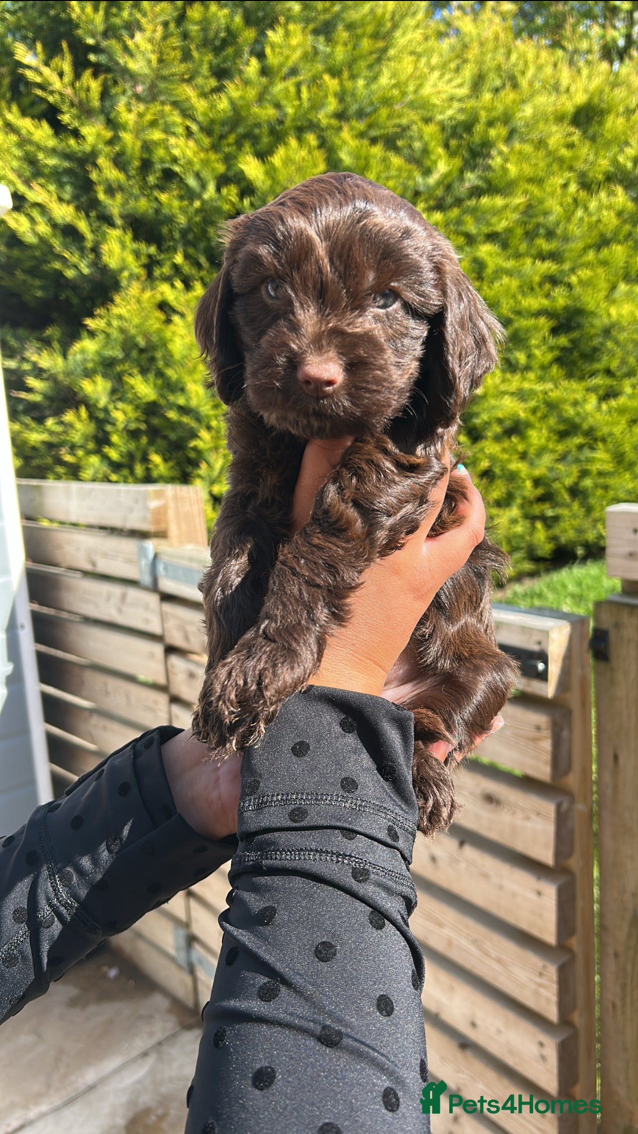Cockapoo dogs 8 beautiful F1 B Cockapoos for sale.  - Advert 2