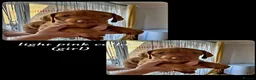 Hungarian Vizsla dogs for sale: Hungarian Vizsla Puppies KC Registered - Advert 6