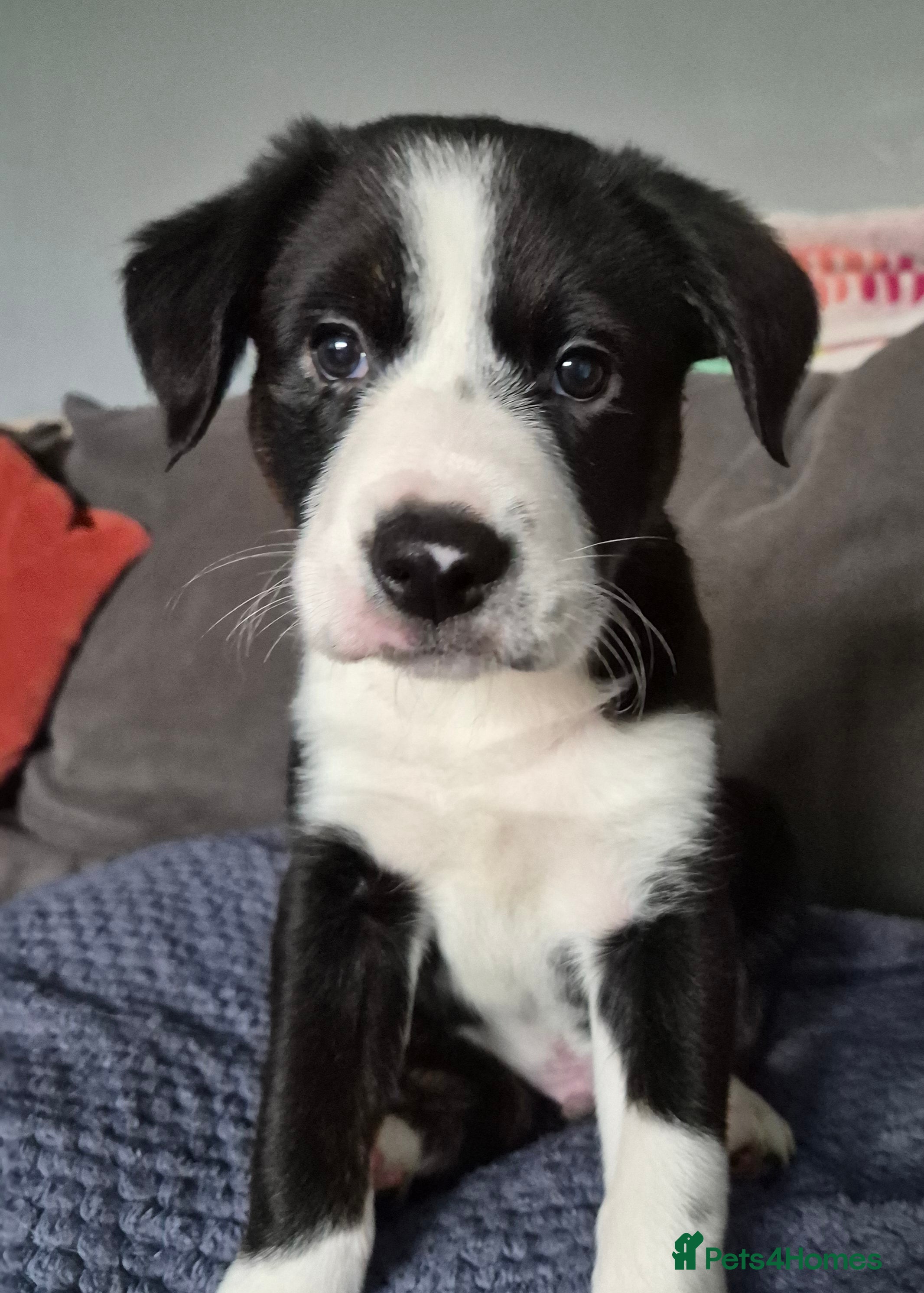 Border Collie dogs Boy border collie - Advert 2