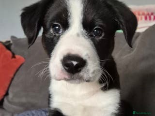 Border Collie dogs Boy border collie - Advert 4