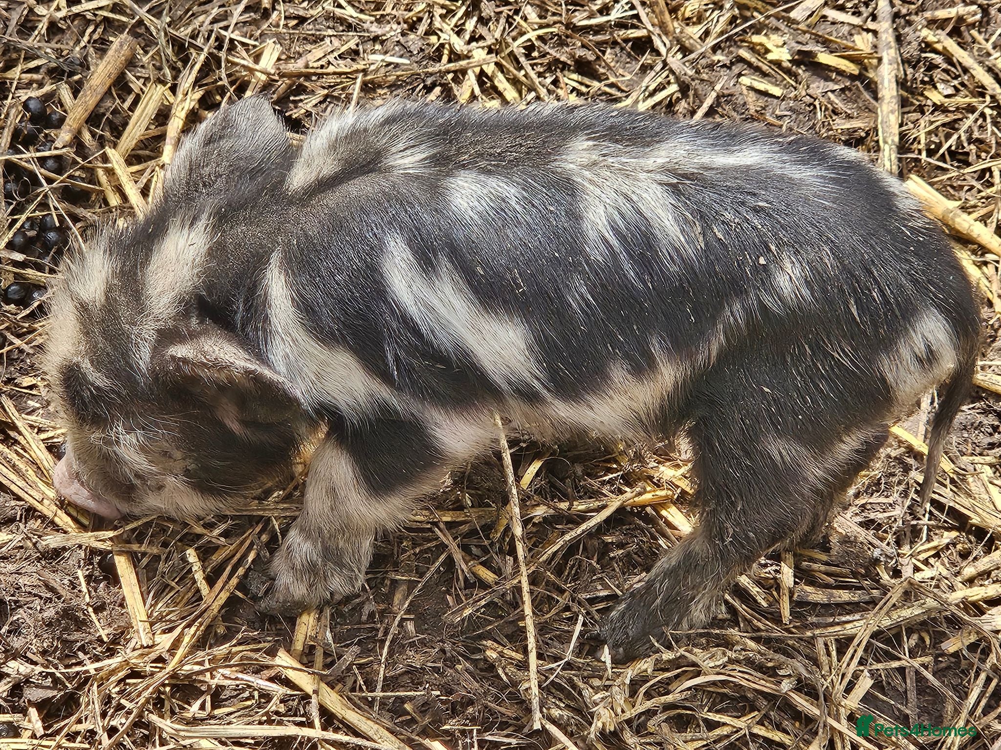 Pig livestock Full breed kunekune piglets  - Advert 2