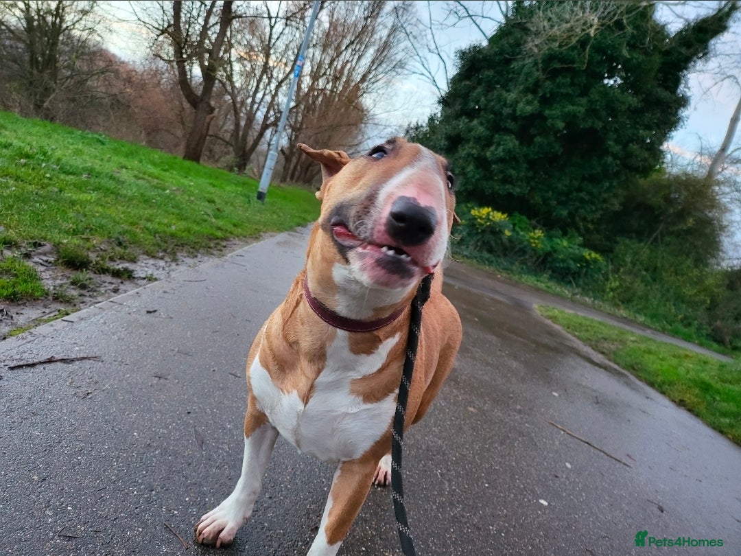 English Bull Terrier dogs for sale: Bull Terriers Seeking Forever Homes - Advert 6