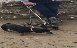 Dachshund dogs for sale: Mini miniature  dashound - Image 6