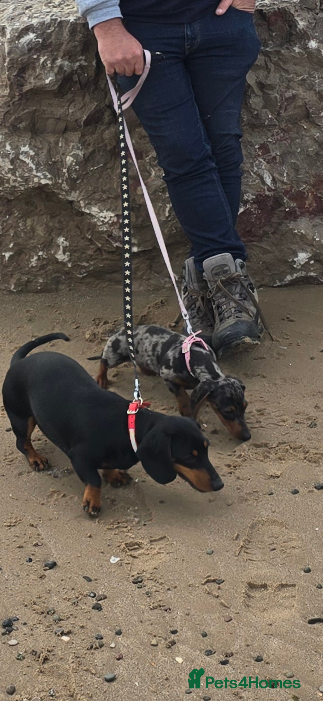 Dachshund dogs for sale: Mini miniature  dashound - Image 6