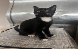 Mixed Breed cats for sale: 2 Sweet Black & White Boy Kittens (Ready to Go) - Image 17