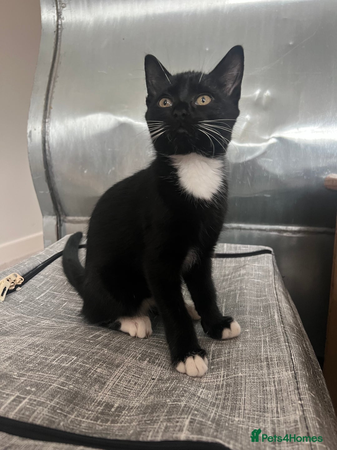 Mixed Breed cats for sale: 2 Sweet Black & White Boy Kittens (Ready to Go) - Image 17