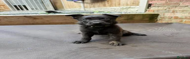 Belgian Shepherd Dog Puppy 12