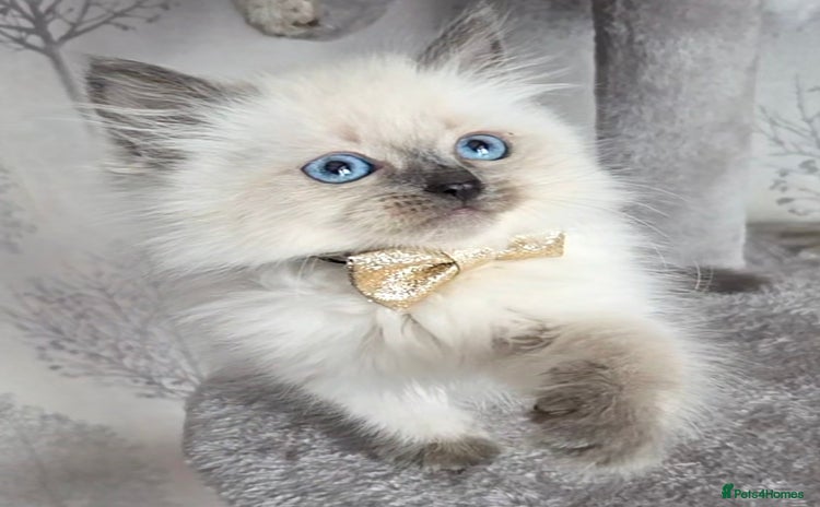 Siberian cats - Advert 2