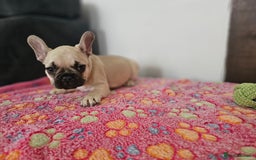 French Bulldog dogs for sale: French bulldog puppies  - Advert 34