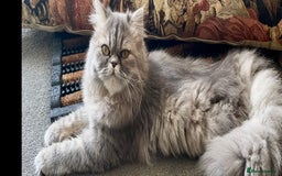 Persian cats for sale: Blue tabby 3 year old proven breeding queen  - Image 3