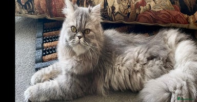 Persian cats - Advert 9