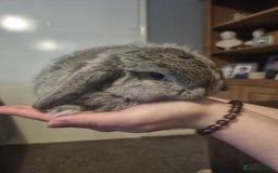 Mini Lop rabbits for sale: Mini lops X 3 - Advert 2