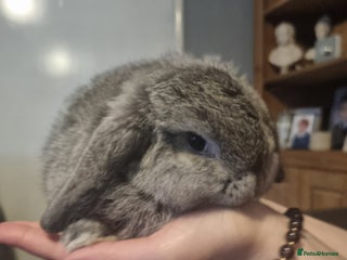 Mini Lop rabbits Mini lops (last one) - Advert 17