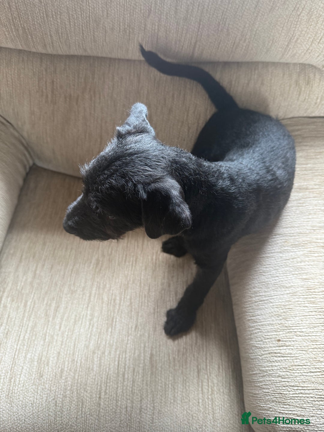 Patterdale Terrier dogs for sale: Lovely male Patterdale Terrier pup - Image 5