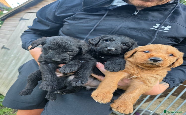 Labradoodle dogs - Advert 4