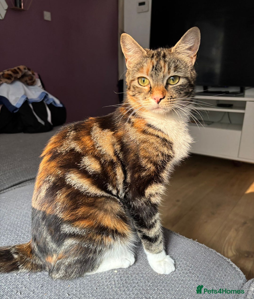 Mixed Breed cats for sale: 4 kittens looking for forever homes  - Image 9