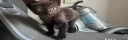 Mixed Breed cats for sale: 3 kittens for sale  - Advert 5