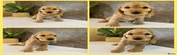 Cocker Spaniel dogs for sale: KC Registered Show Cocker Spaniels - Advert 8