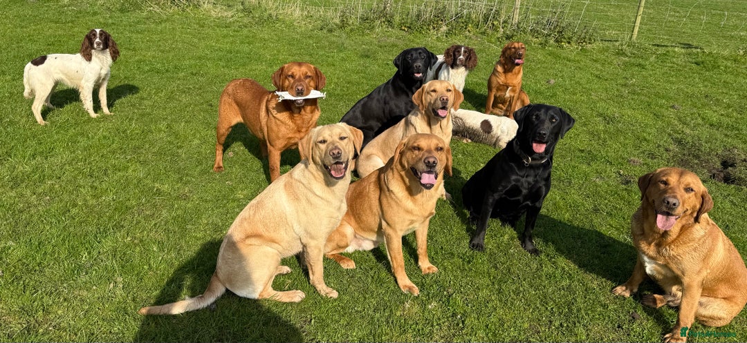 Labrador Retriever dogs for sale: Superb working lab pups parents health tested  - Image 5
