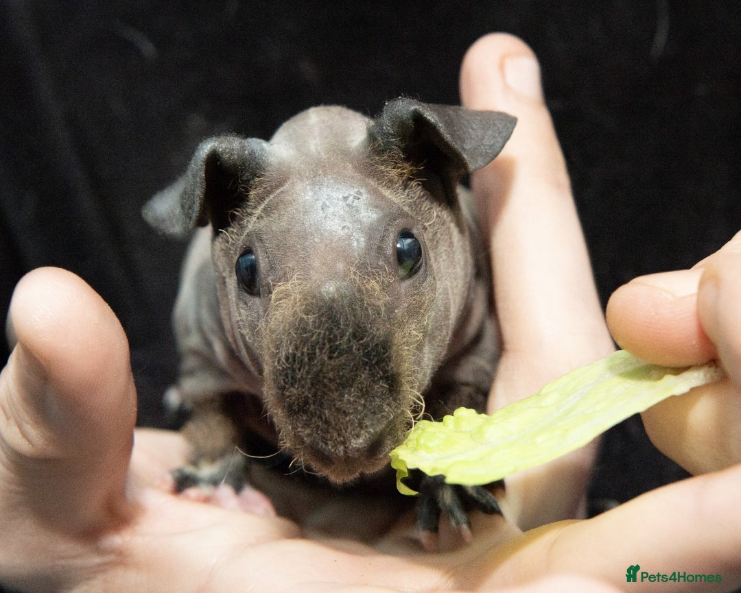 Guinea Pig rodents for sale: Baby Warewolf Skinny pig for sale ready to leave  - Advert 4