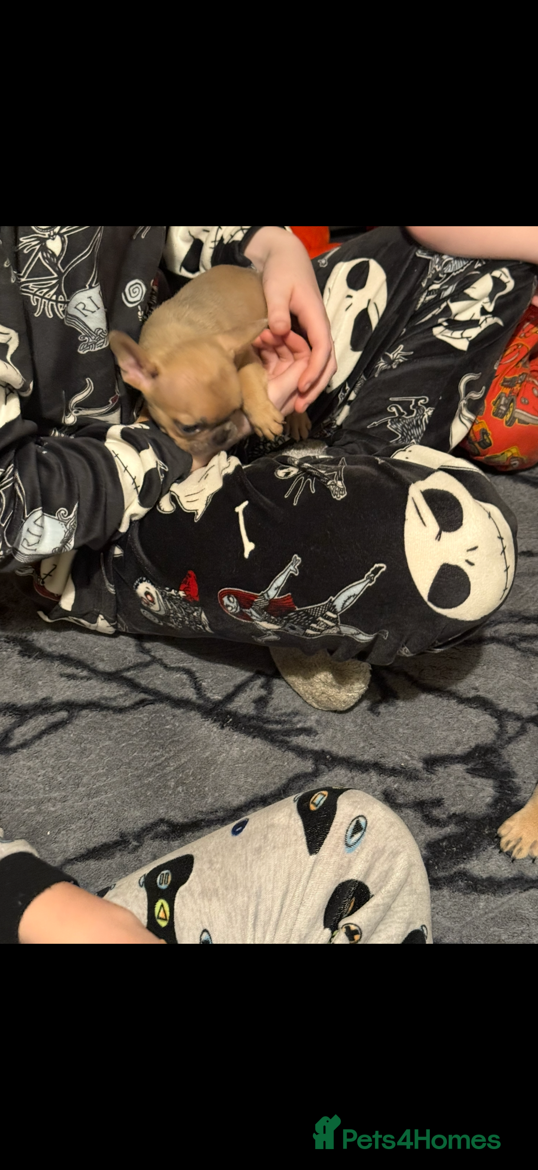 French Bulldog dogs for sale: French Bulldog Puppies 3 Male 4 Female  - Image 23