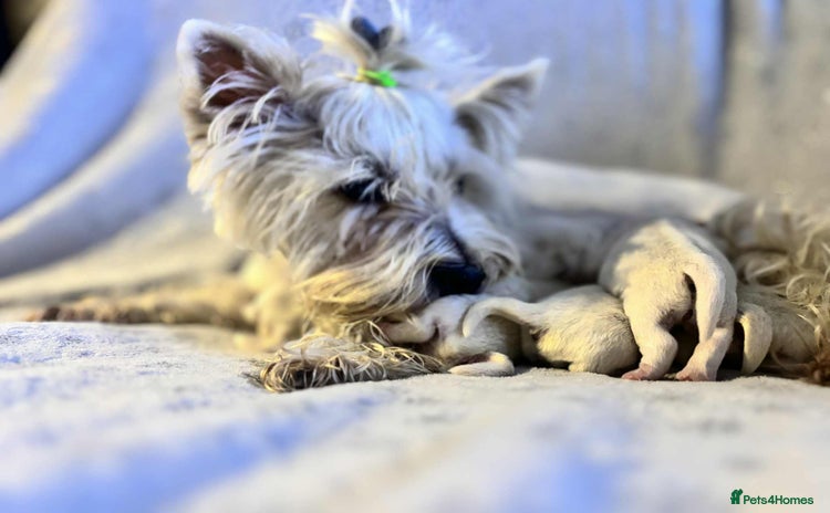 West Highland Terrier dogs - Advert 1
