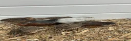 Quail poultry for sale: Button quails - Advert 4