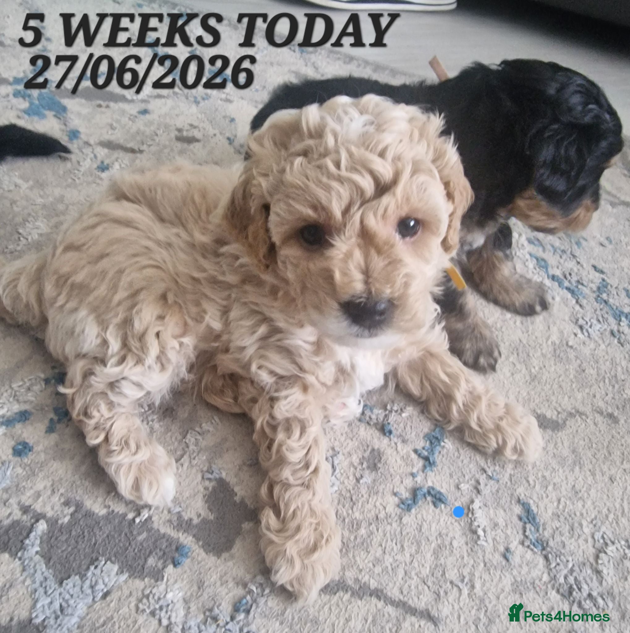 Maltipoo dogs Maltipoo F1b pups - Advert 1