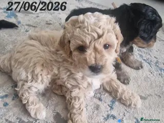 Maltipoo dogs Maltipoo F1b pups - Advert 1
