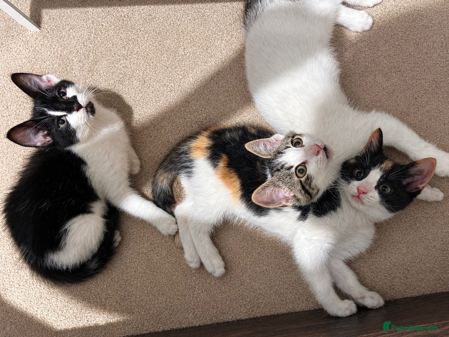 Mixed Breed cats 3 Beautiful Kittens Looking for Loving Homes  - Advert 1
