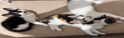Mixed Breed cats for sale: 3 Beautiful Kittens Looking for Loving Homes  - Advert 1
