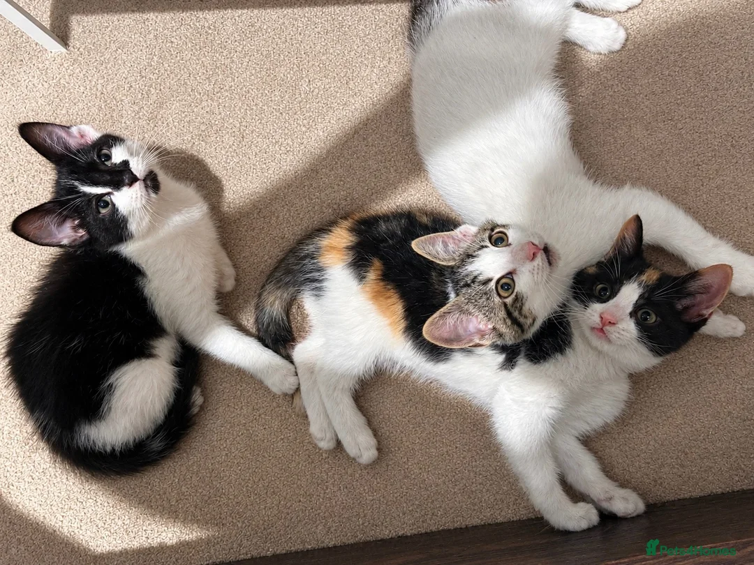 Mixed Breed cats for sale: 3 Beautiful Kittens Looking for Loving Homes  - Advert 1