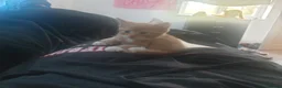 Mixed Breed cats for sale: Two ginger females in Shefford - Advert 2