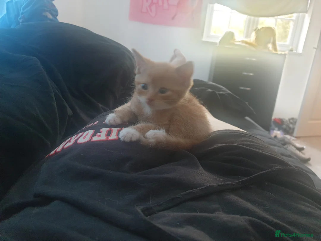 Mixed Breed cats for sale: Two ginger females in Shefford - Advert 2