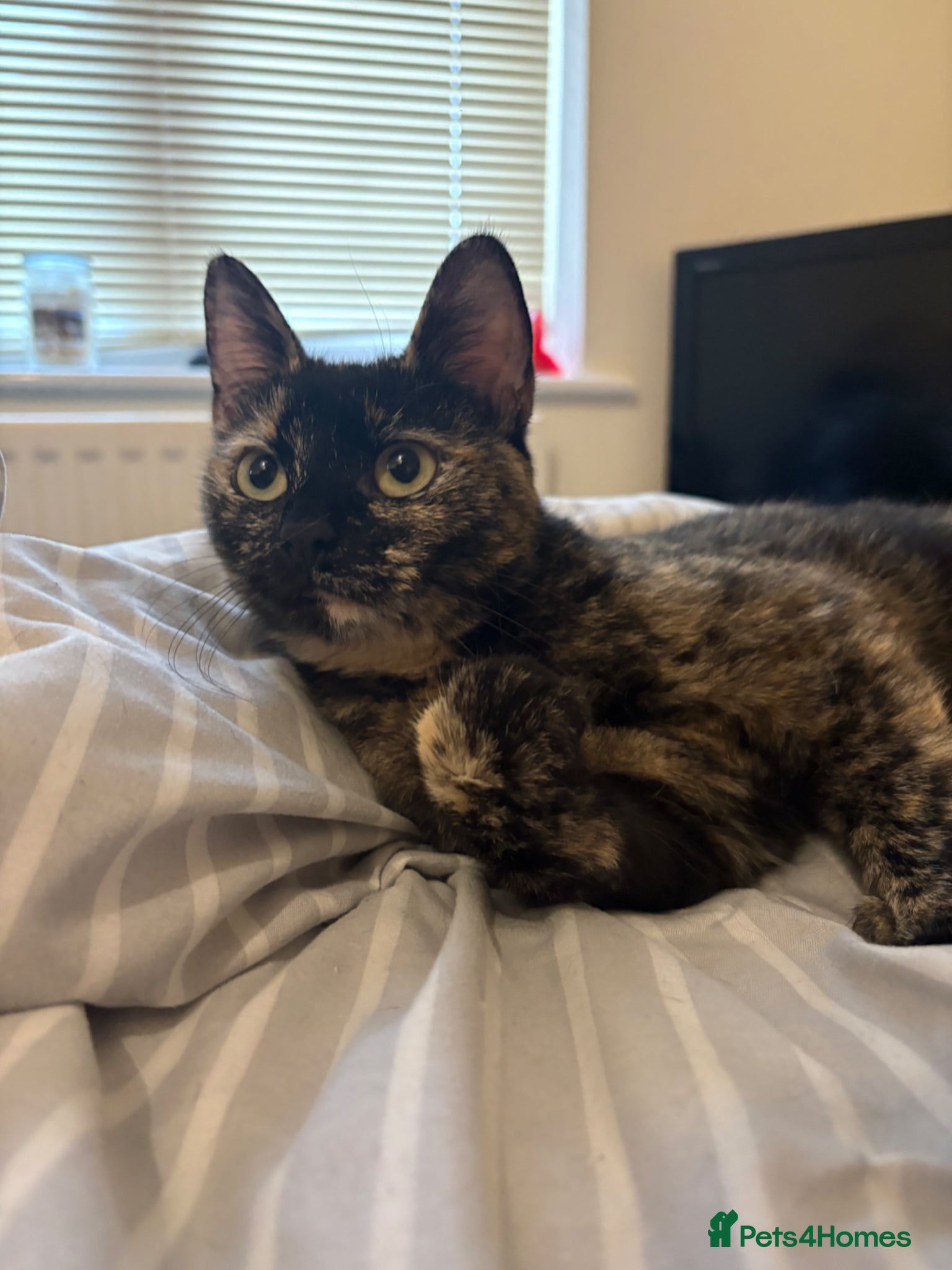 Mixed Breed cats Binx and Beau  - Advert 4