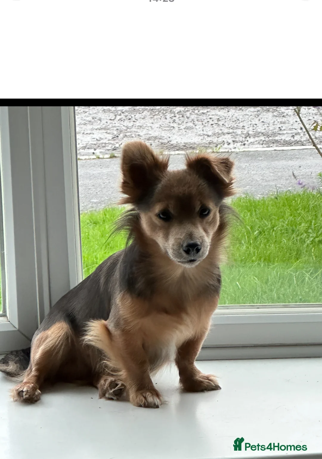 Jack Russell dogs for stud: Stud boys house of jacks  - Advert 4