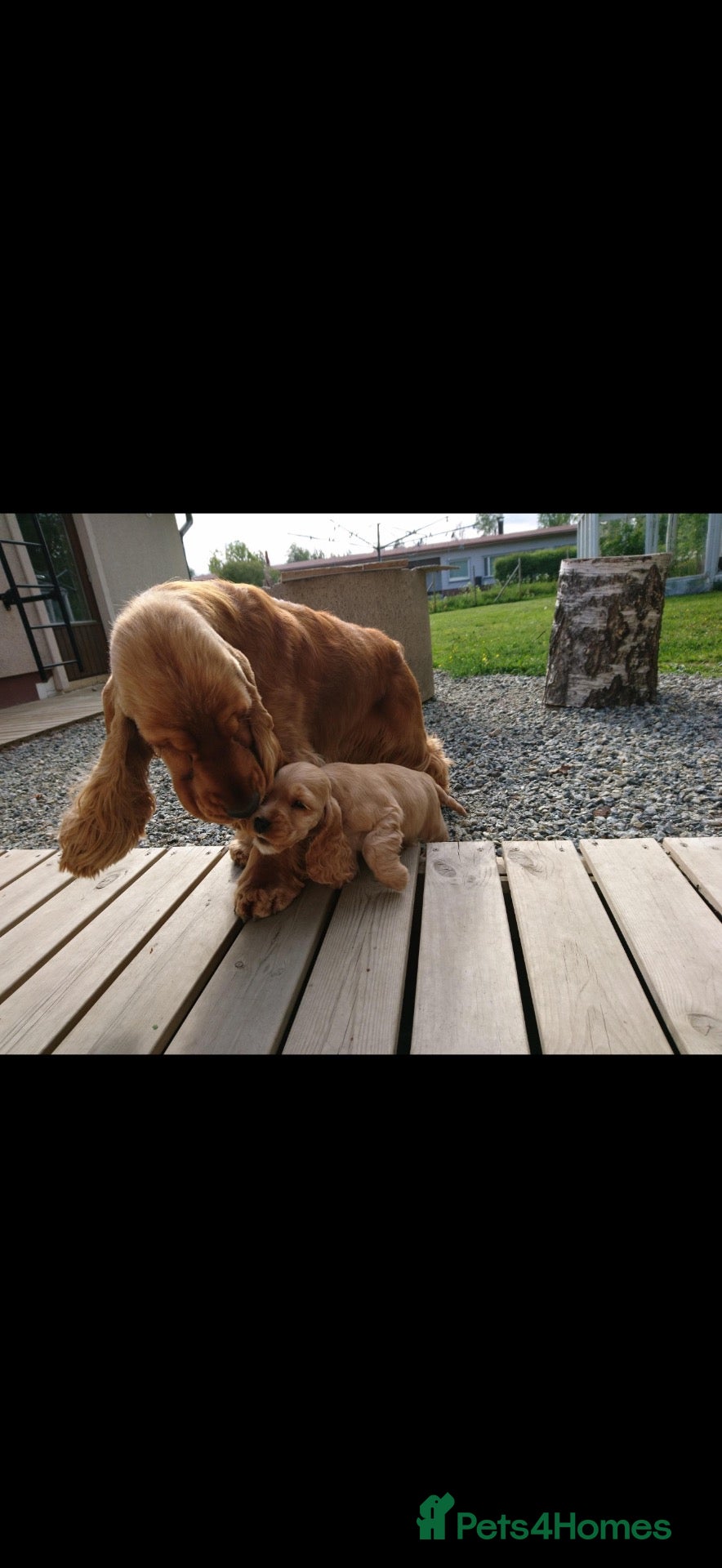 Cocker Spaniel dogs KC REGISTERED WORKING COCKER PUPPY  - Advert 2