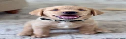 Labrador Retriever dogs for sale: Chunky yellow Labrador pups  - Advert 14