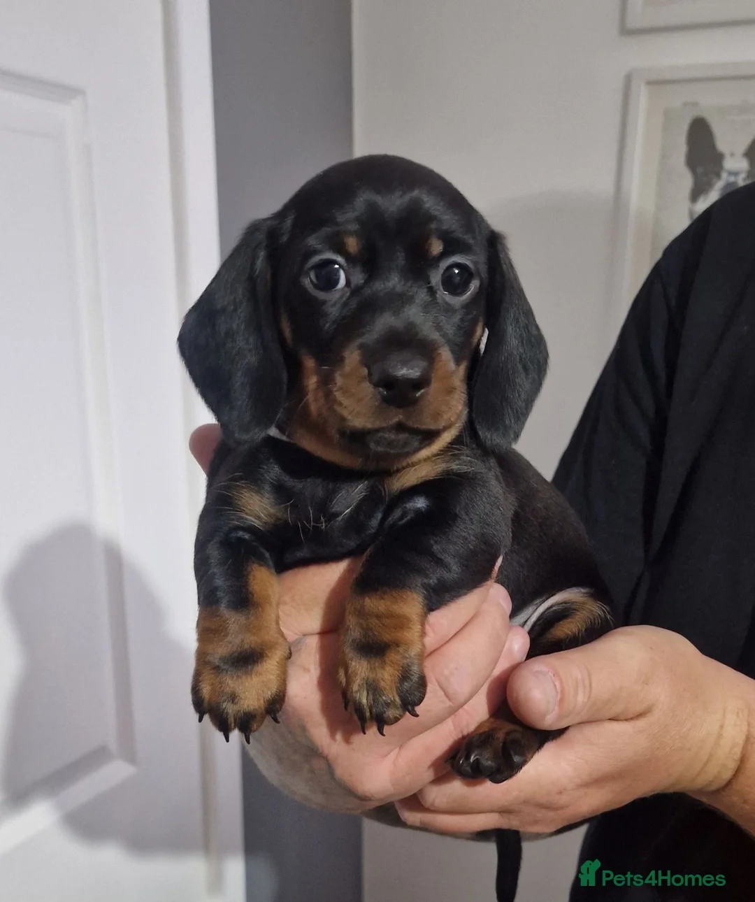 Miniature Dachshund dogs for sale: For Sale Beautiful KC reg Miniature Dachshunds in Leek - Advert 14