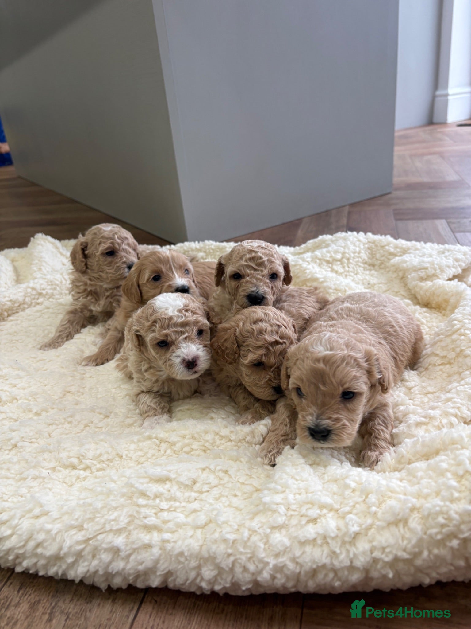 Maltipoo dogs Maltipoo puppies  - Advert 1