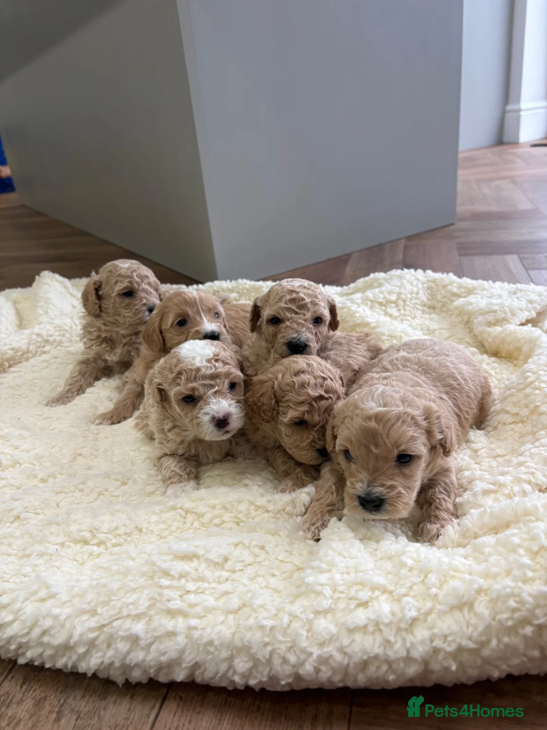 Maltipoo dogs for sale: Maltipoo puppies  in Lincoln - Advert 1