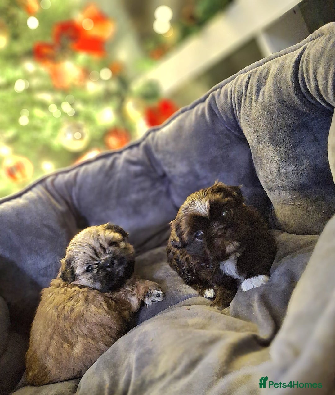 Shih Tzu dogs for sale: KC Reg Imperial Shih Tzu Puppies –  **  Ready - Advert 4
