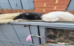 Mini Lop rabbits for sale: mini lop buck - Image 2