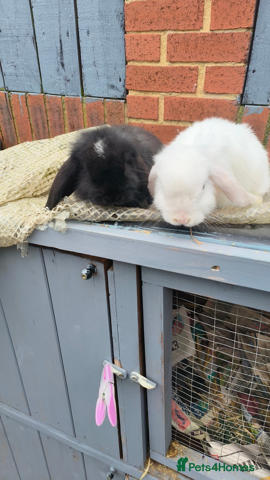 Mini Lop rabbits for sale: mini lop buck - Image 2