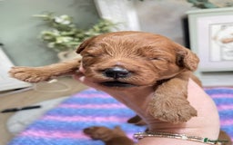 Cavapoo dogs for sale: F1b fiox red male puppy  - Image 1