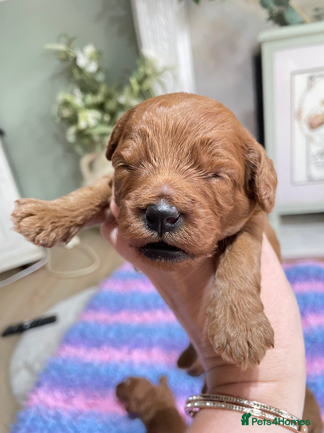 Cavapoo dogs for sale: F1b fiox red male puppy  - Image 1