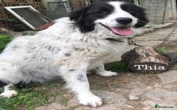 Mixed Breed dogs for adoption: Thia, approx 15 mnths old. Available for adoption  - Image 2