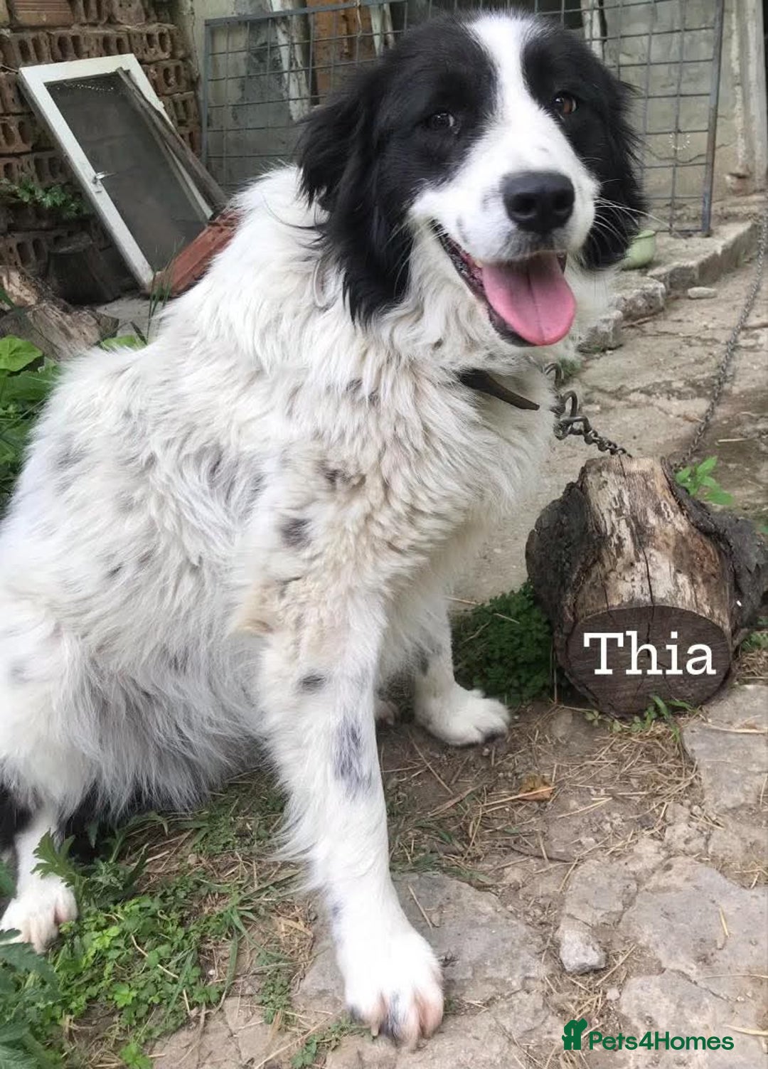 Mixed Breed dogs for adoption: Thia, approx 15 mnths old. Available for adoption  - Image 2